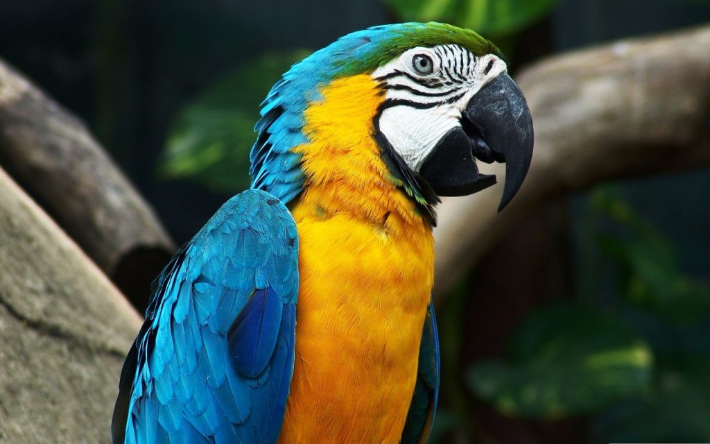 parrot, arara, brazil-1218241.jpg